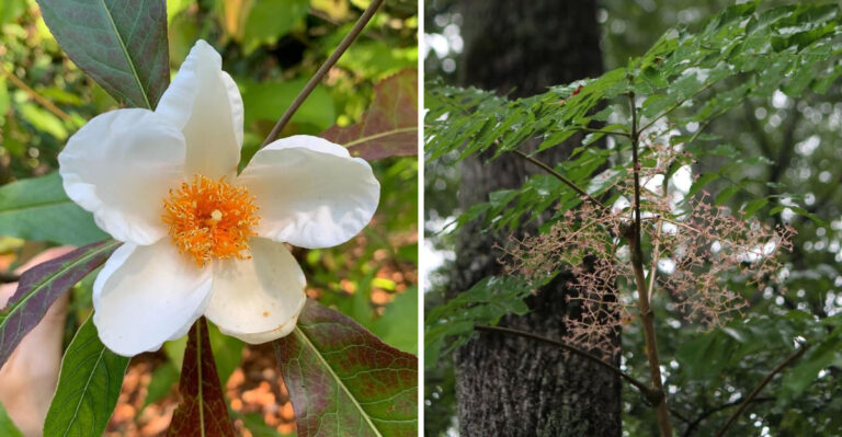 7 Georgia Native Trees You’ll Almost Never Find At A Nursery