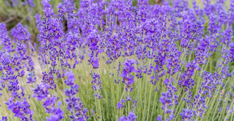 plant (featured image)