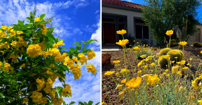 7 Heat-Loving Plants You Can Safely Plant In May In Arizona
