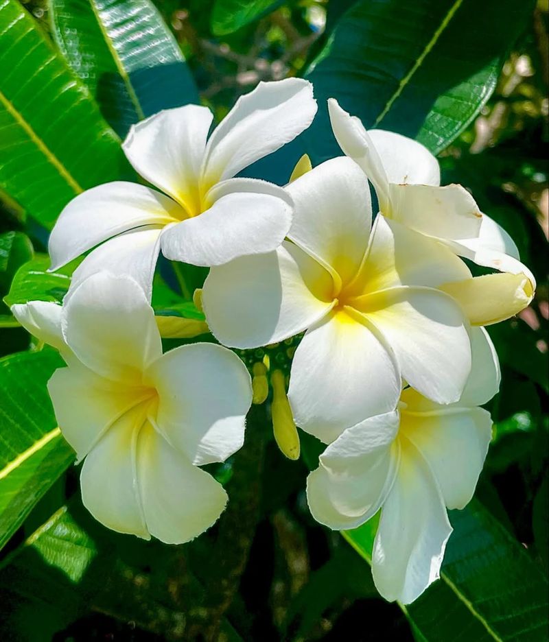 Singapore White Plumeria Handles Extreme Heat Better Than Most