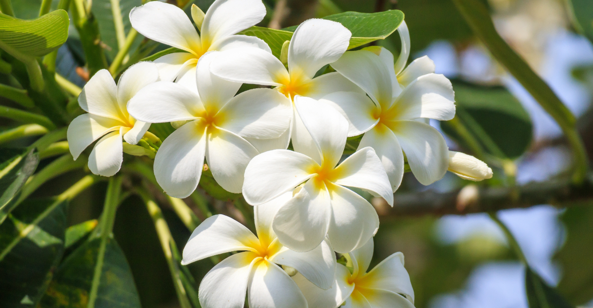 Plumeria (featured image)