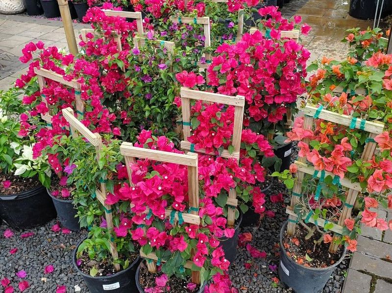 Bougainvillea Climbs Fast And Thrives In Full Sun