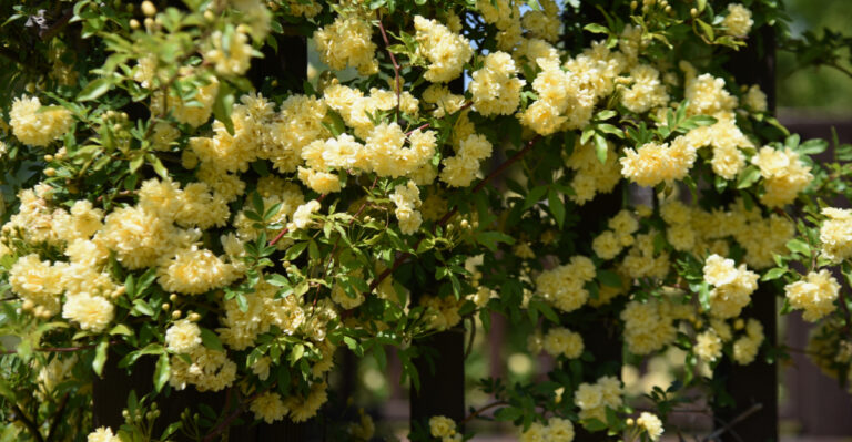 plant (featured image)