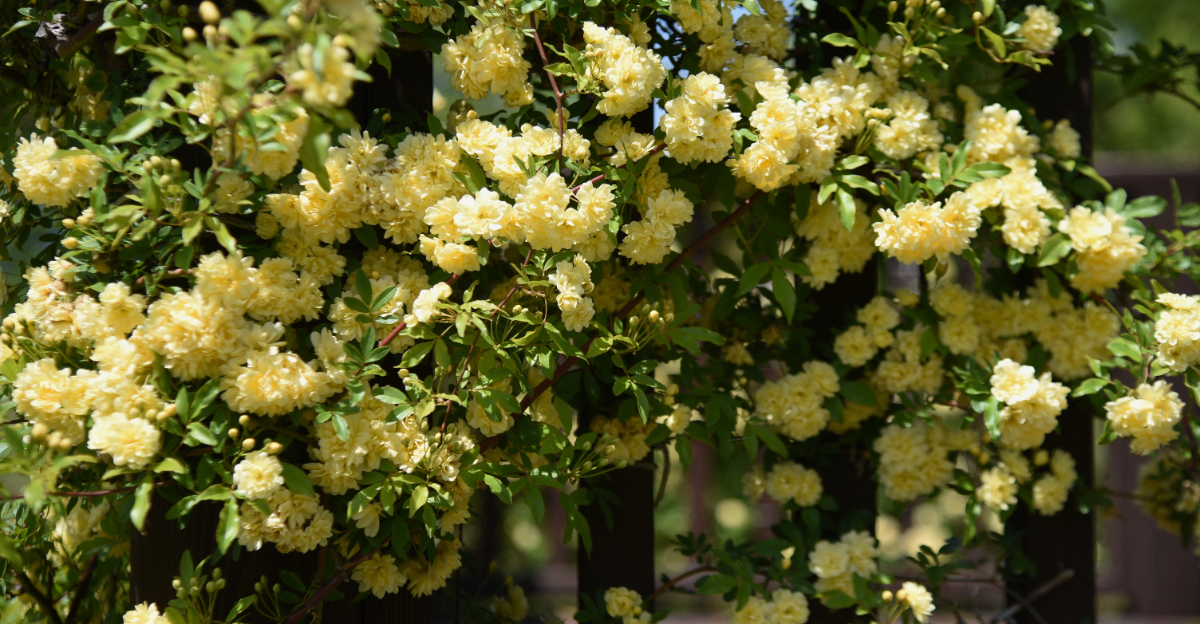 plant (featured image)