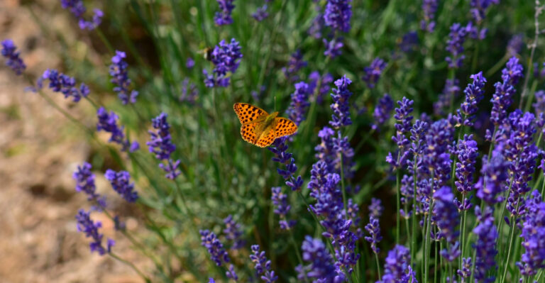 7 Important Lavender Care Jobs Arizona Gardeners Should Do Right Now For Strong Growth