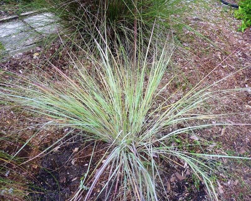 Elliott's Lovegrass Keeps Sunny Borders Light And Neat