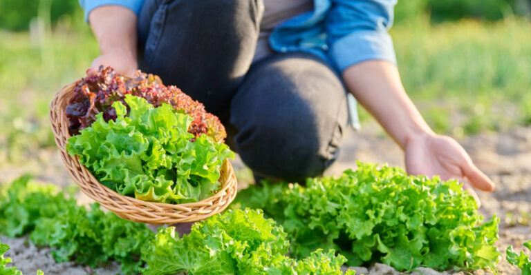 7 May Garden Tasks Arizona Homeowners Should Handle Before Extreme Heat Hits