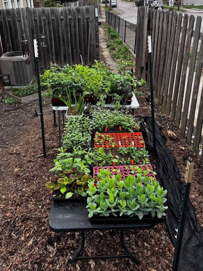Harden Off Seedlings Before Planting Them Outside