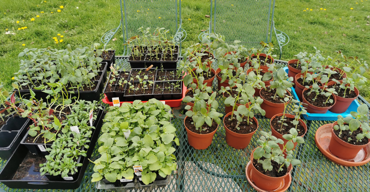 annual flowers started from seed placed on an oval table outside to harden off