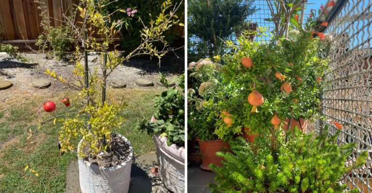 7 Mistakes To Avoid When Growing Pomegranates In Containers In Arizona