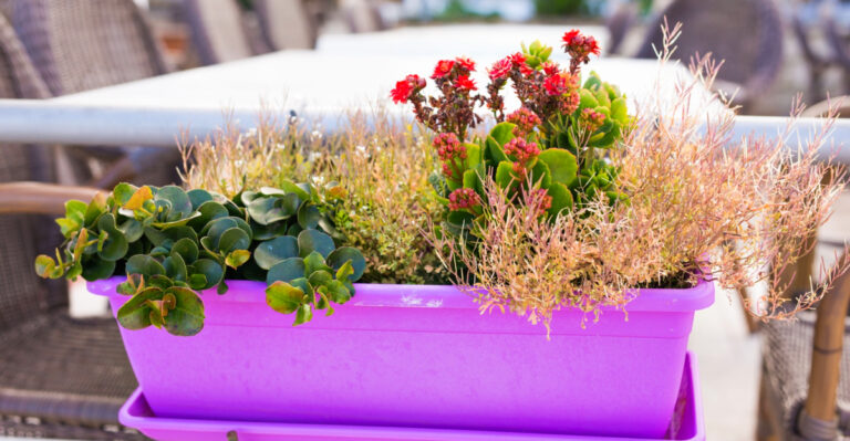 7 Must-Know Tips For Michigan Gardeners On How Many Plants To Put In One Container