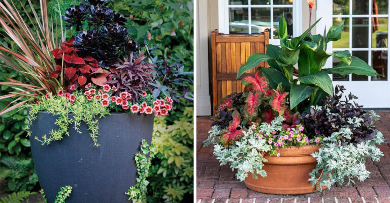 7 Must-Know Tips For North Carolina Gardeners On How Many Plants To Put In A Container