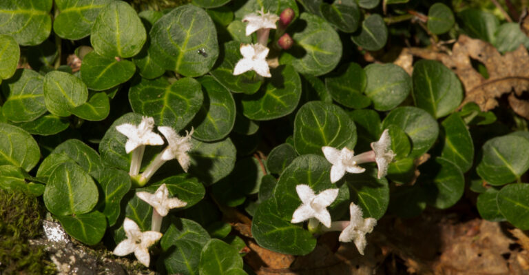 Twin flowers of partridgeberry