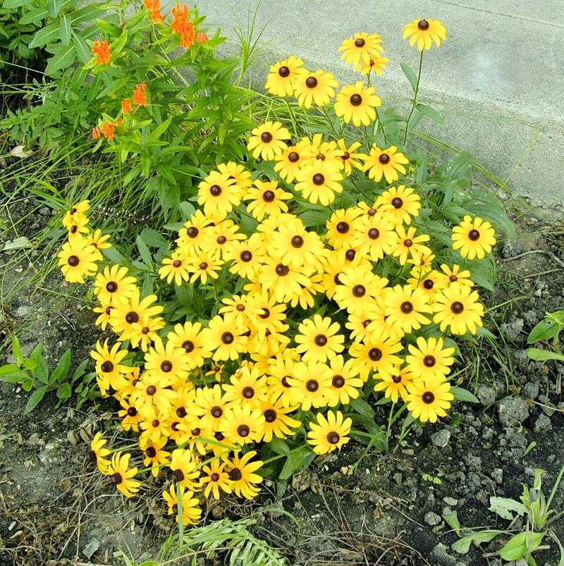 Black Eyed Susan Brings Steady Yellow Blooms Through Summer