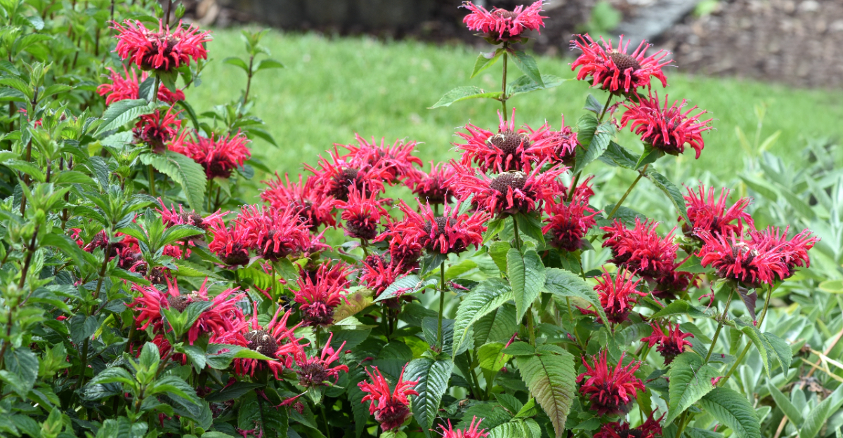 plant (featured image)