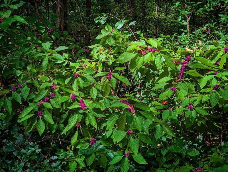 American Beautyberry Creates Dense Growth And Supports Wildlife