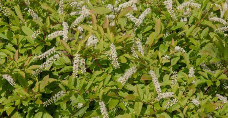 plant (featured image)