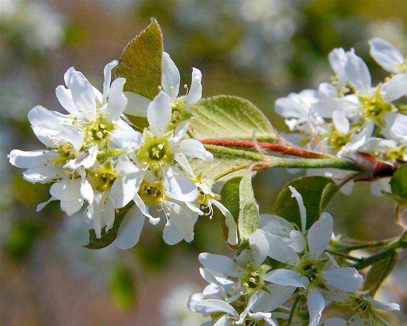 Downy Serviceberry (Amelanchier arborea)