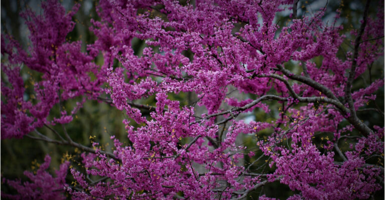 7 Native Michigan Trees To Plant Instead Of Crape Myrtle