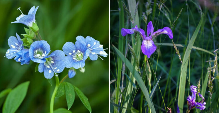 7 Native Michigan Wildflowers That Deserve A Bigger Place In Home Gardens