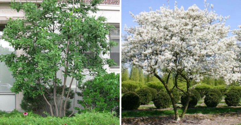 7 Native North Carolina Trees To Plant Instead Of Crape Myrtle
