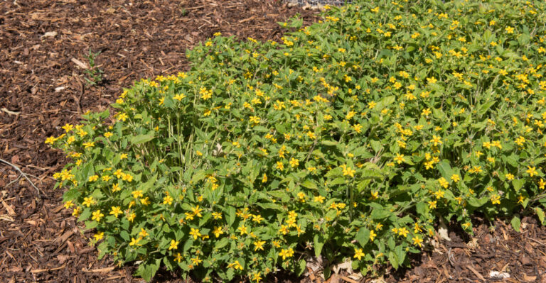 Chrysogonum virginianum