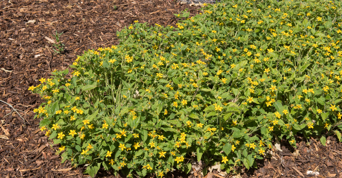 Chrysogonum virginianum