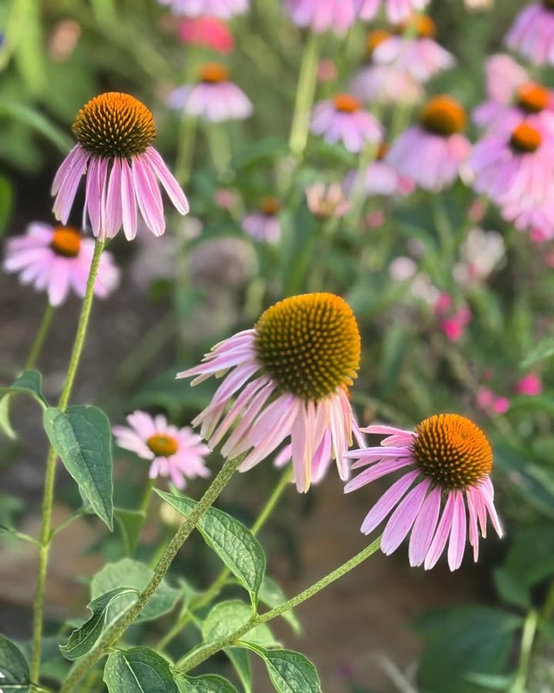 Plant Purple Coneflower For Clay That Bakes In The Sun