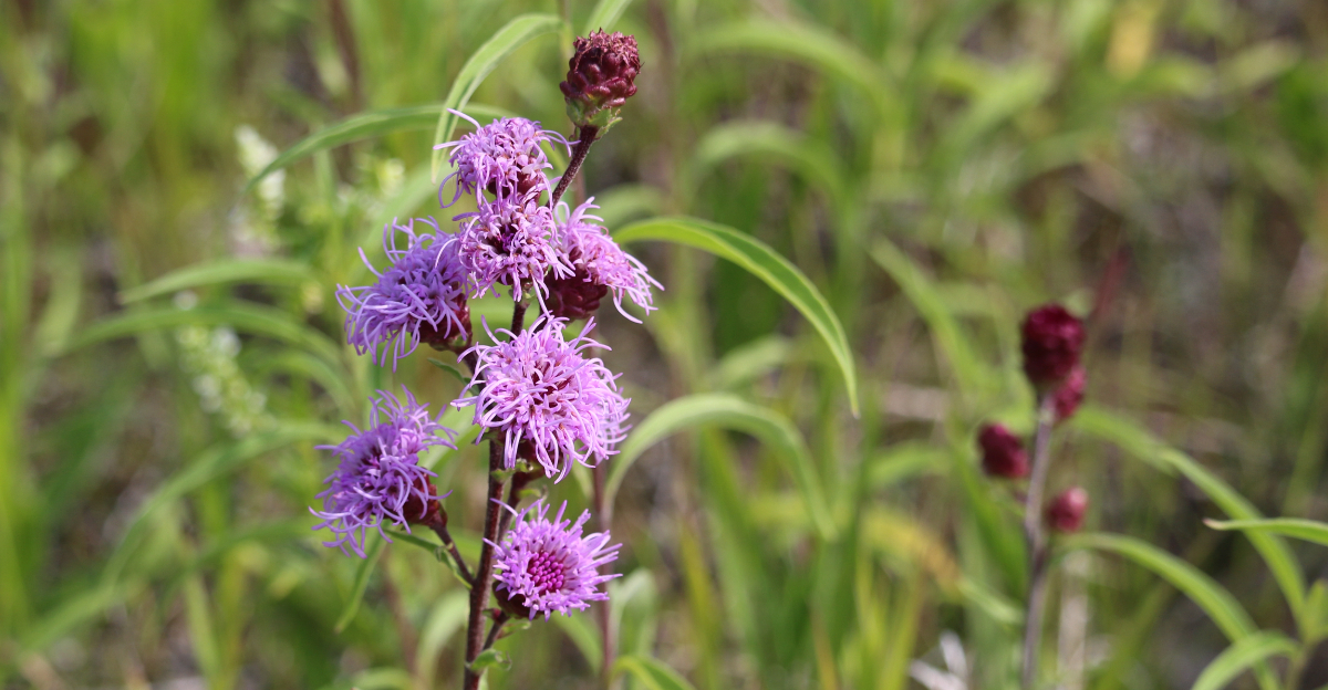 Meadow Blazing Star