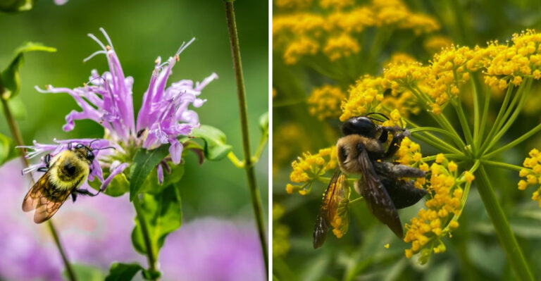 pollinator on wild bergamot and golden alexander