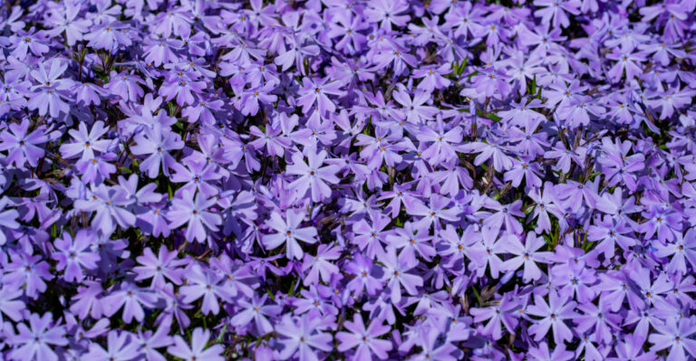 7 Native Pennsylvania Plants To Use Instead Of Mulch That Look Better