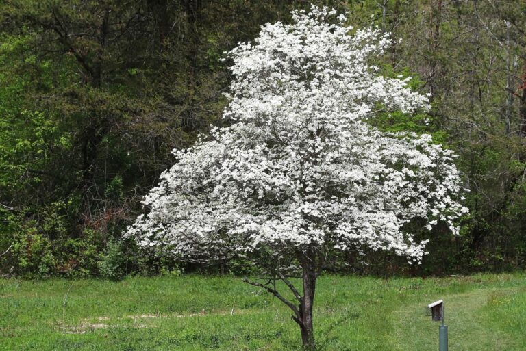 flowering dogwood