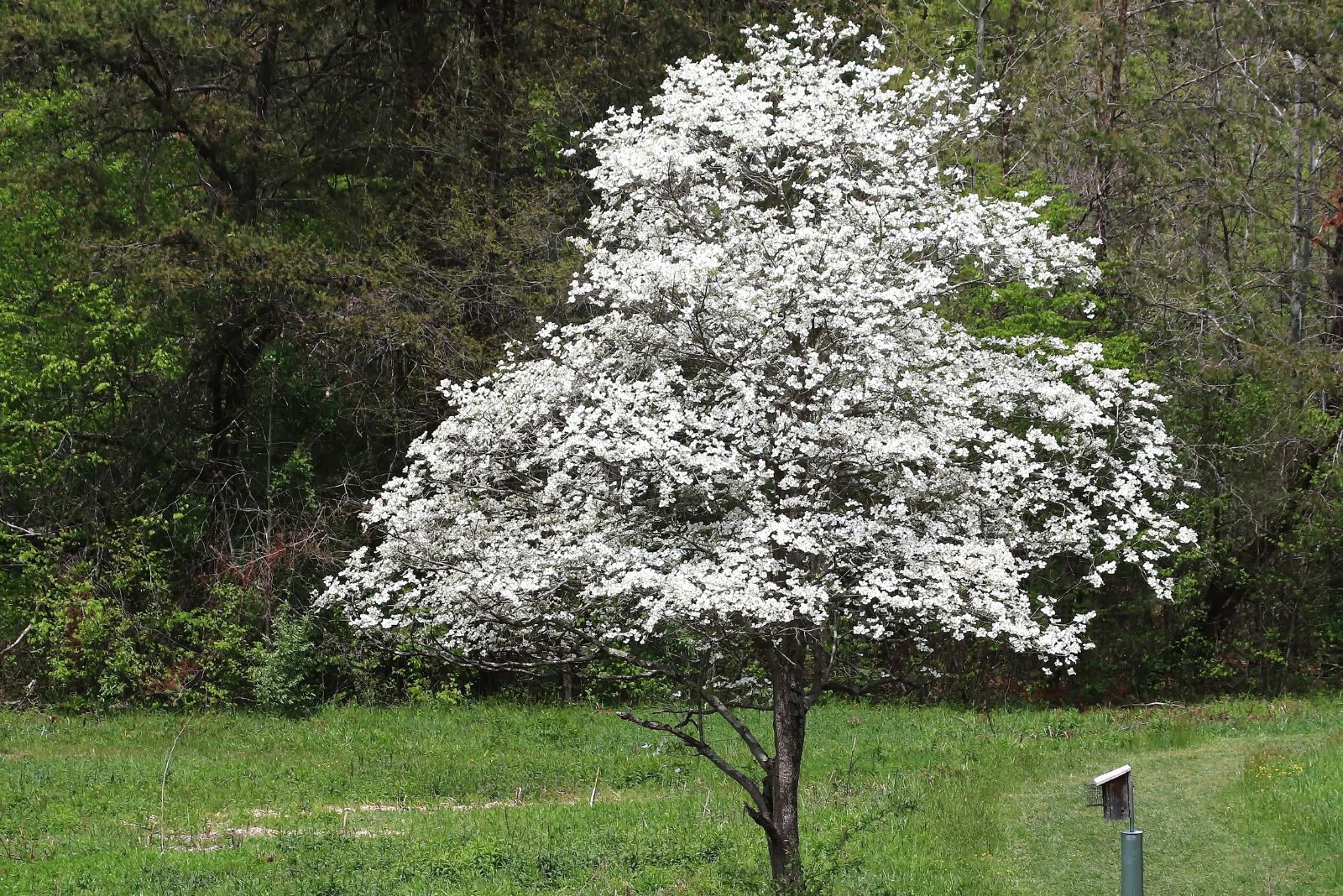 flowering dogwood