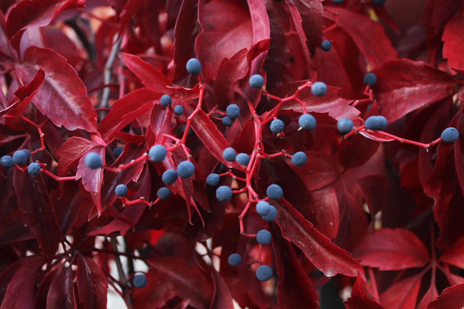 virginia creeper
