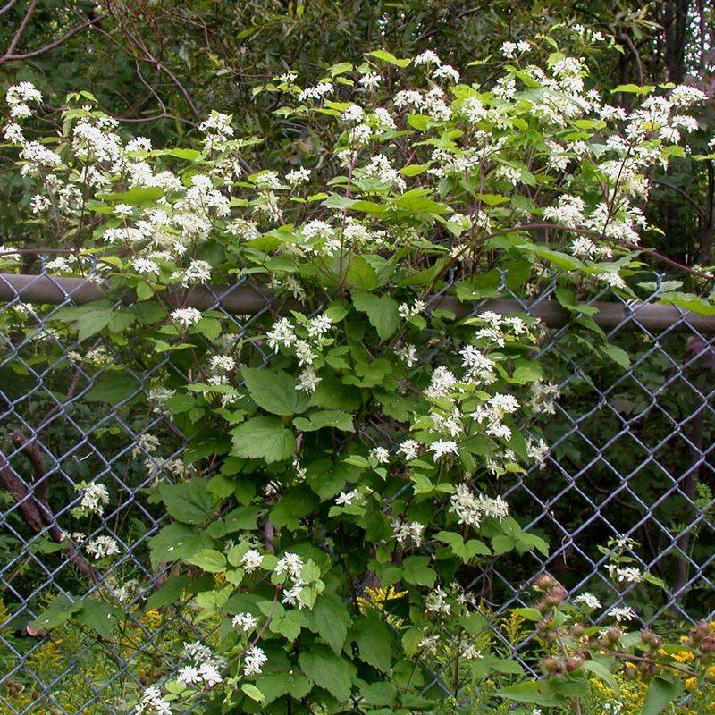 Virgin's Bower (Clematis Virginiana)