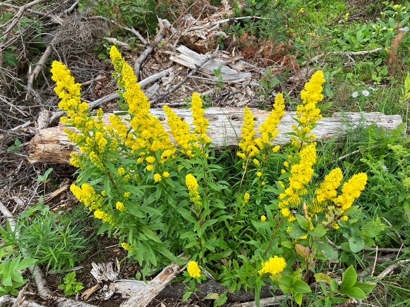 Downy Goldenrod Brings Late Season Color In Heat