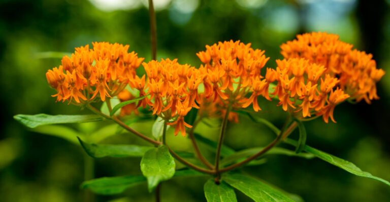 7 Native Plants That Thrive With Little Water In Georgia Heat