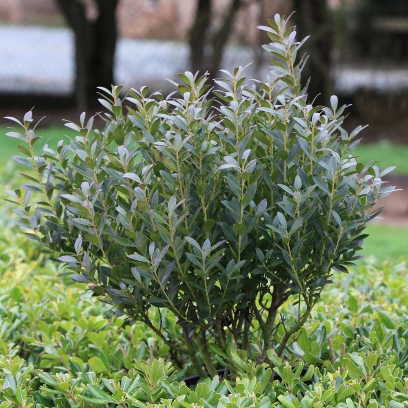 Inkberry Holly Creates A Clean, Evergreen Alternative