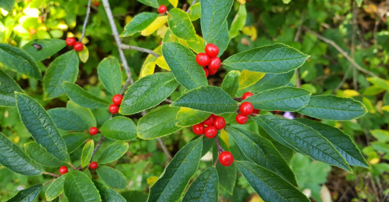 7 Native Shrubs To Grow Instead Of Nandina In North Carolina