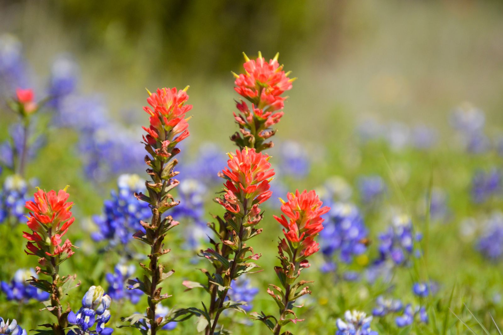 Texas paintbrush