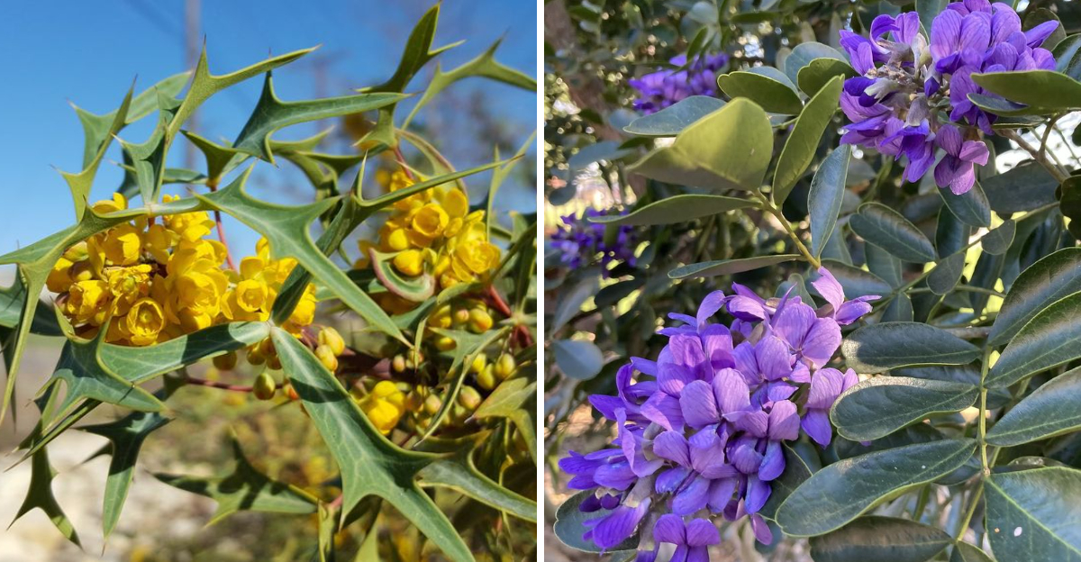 agarita and texas mountain laurel