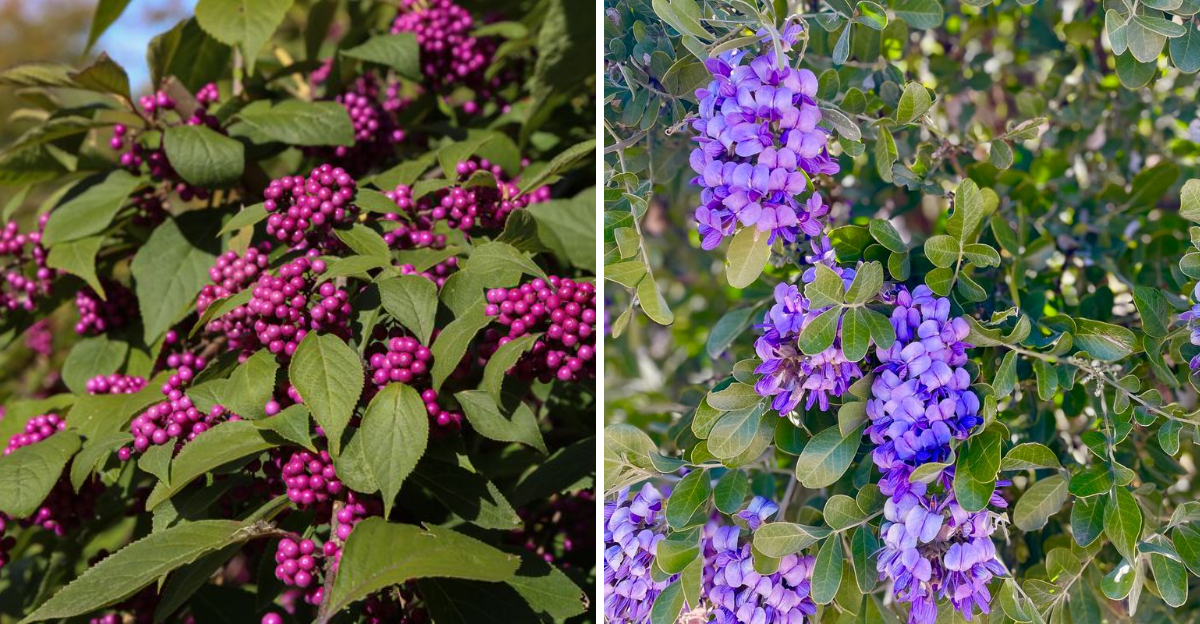 american beautyberry and texas mountain laurel
