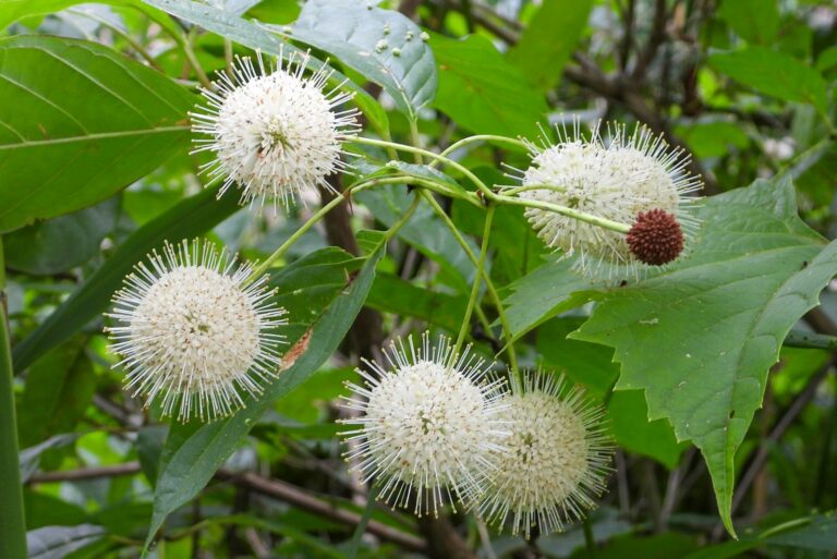 buttonbush