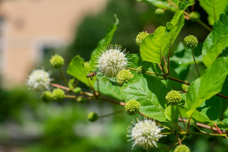 buttonbush