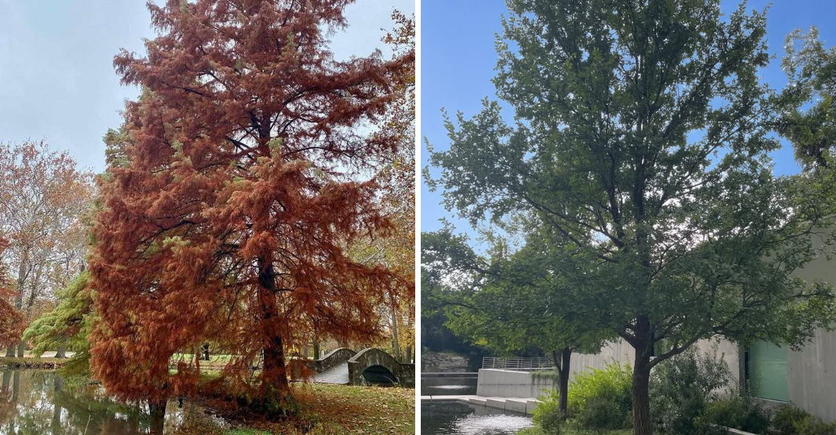 bald cypress and cedar elm