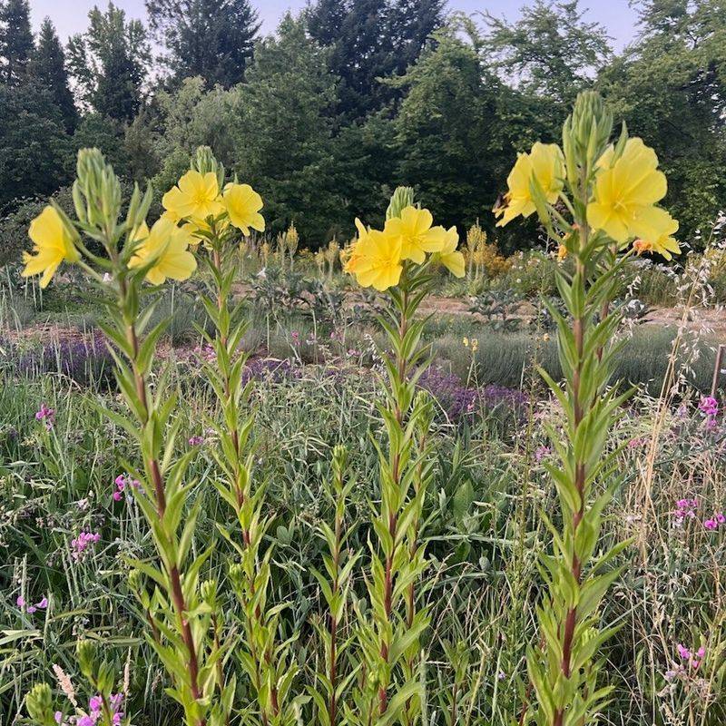 Evening Primrose Opens At Dusk And Grows Easily