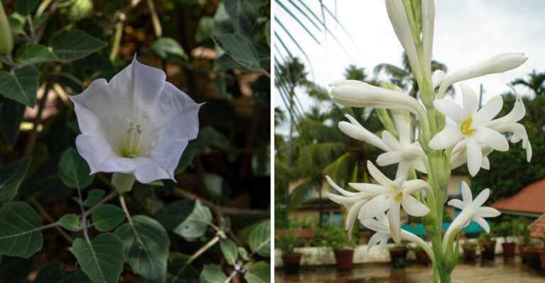 7 Night-Blooming Flowers Georgia Gardeners Can Grow Easily