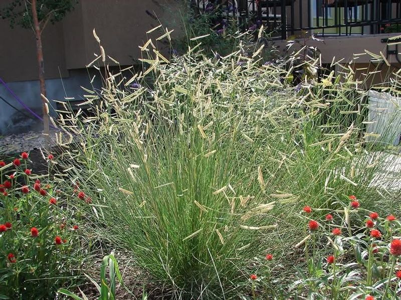 Blue Grama Forms A Low Native Lawn Alternative