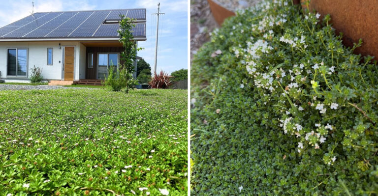 7 No-Mow Lawn Ideas With Ground Covers For Arizona Yards