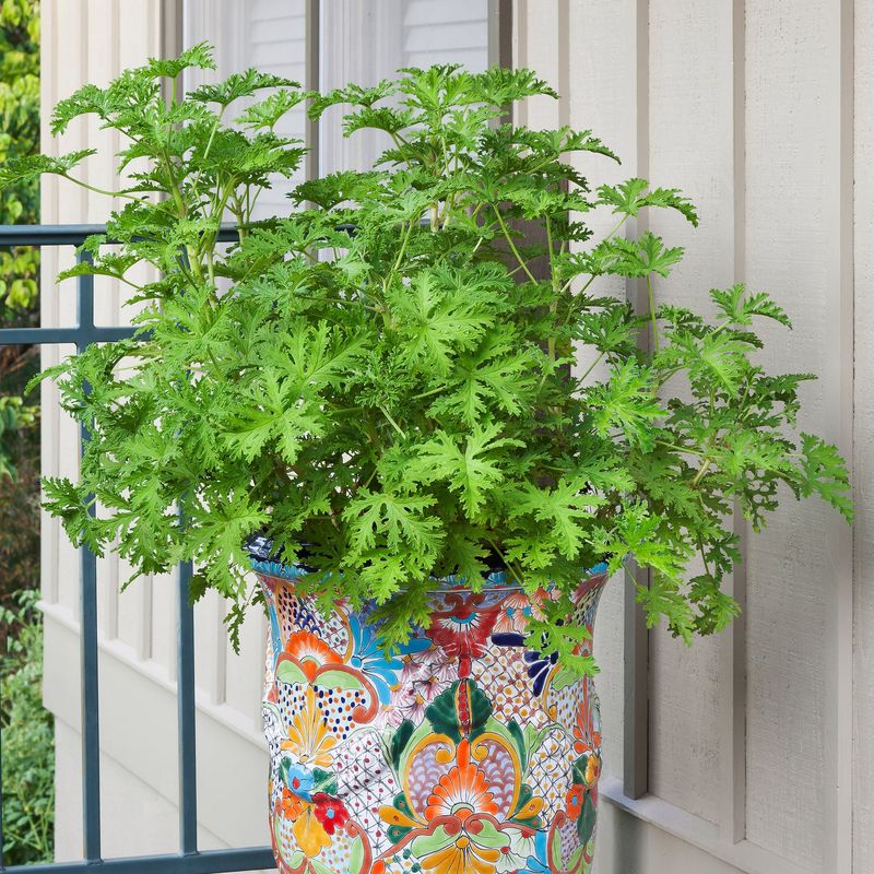 Citronella Geranium Adds A Strong Scent In Patio Containers
